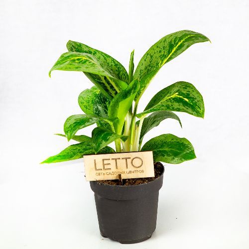 Аглаонема Лемон Минт Aglaonema Lemon Mint 35/12 (Н)