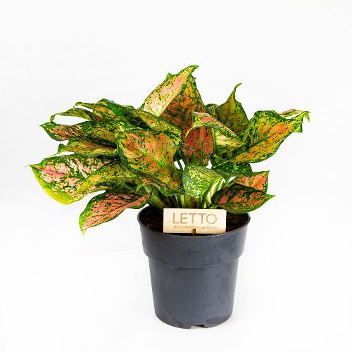 Аглаонема Кримсон Лав Aglaonema Crimson Love 40/19 (Н)