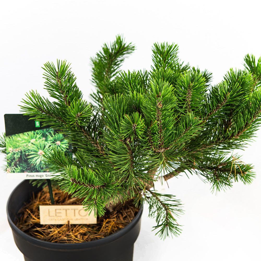 Сосна горная Гном Pinus mugo Gnom 7,5л (Н) — саженцы купить в  интернет-магазине с доставкой по низкой цене