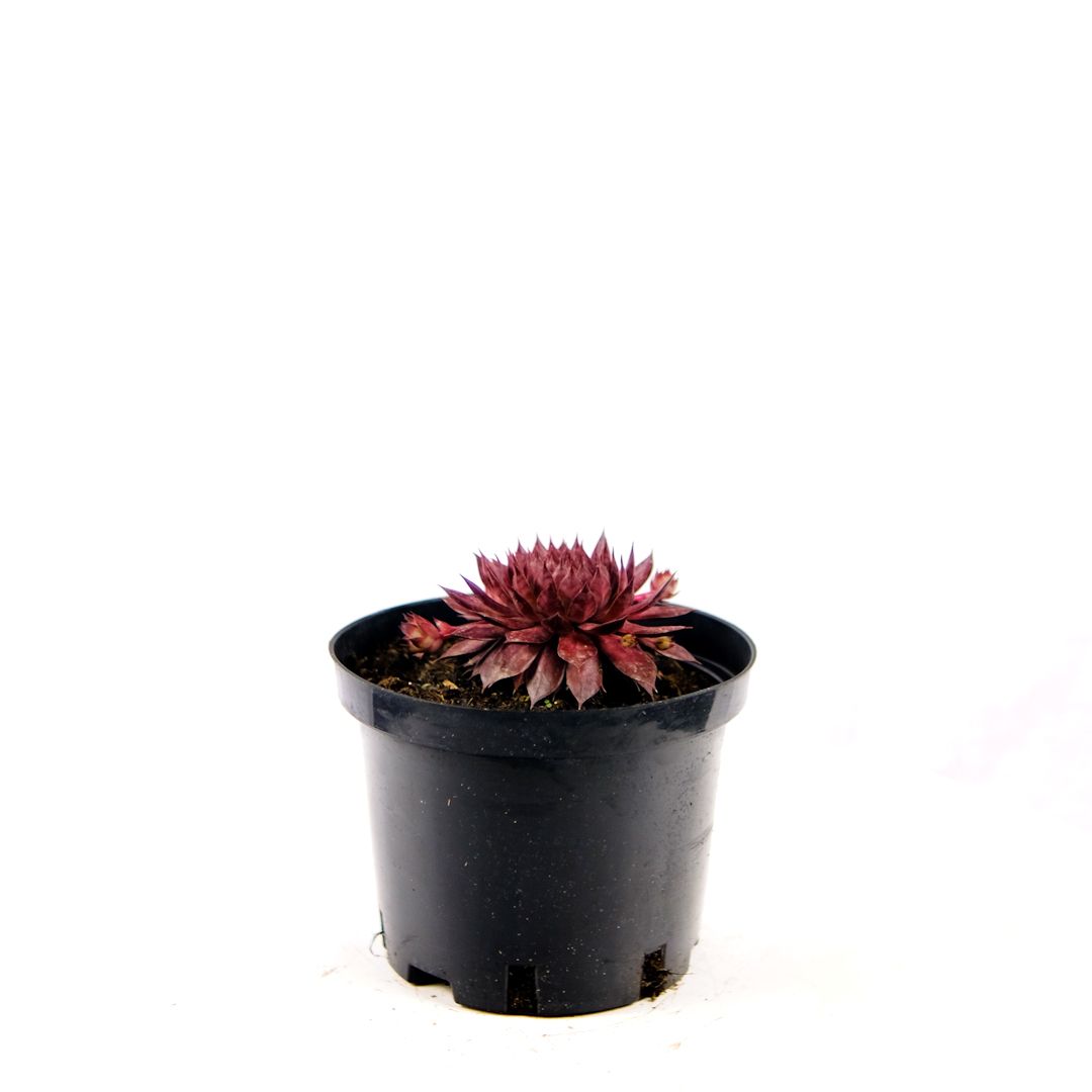 Молодило микс Sempervivum mix /17 — саженцы купить в интернет-магазине с  доставкой по низкой цене