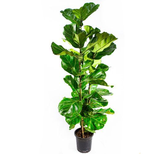 Фикус лировидный 3 ствола Ficus lyrata 3 pp 160/24