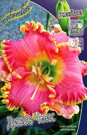 Лилейник Диваз Чоис Hemerocallis Diva's Choice I 1шт, капер, Колорлайн