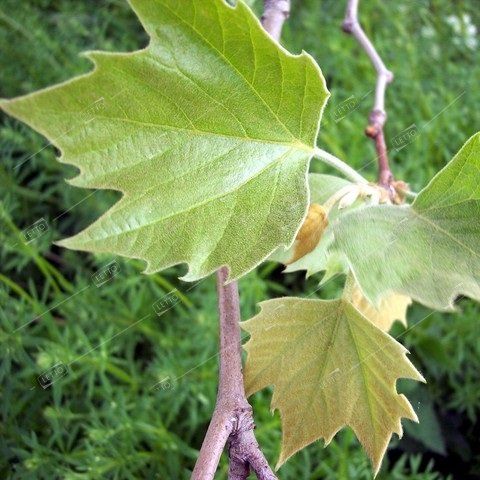 Платан кленолистный 250см Platanus acerifolia 12л (К)