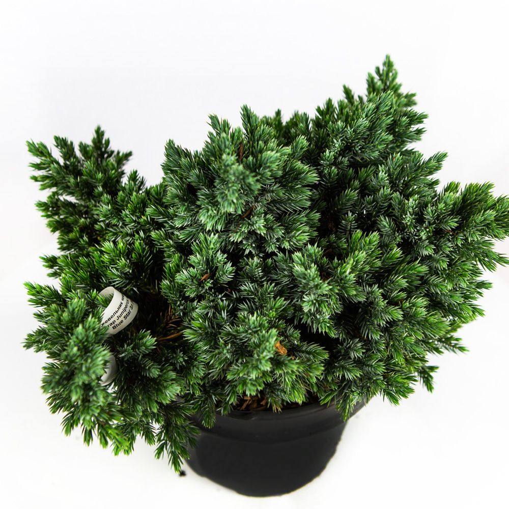 Можжевельник чешуйчатый Блю Стар Juniperus squamata Blue Star 3л (Н) —  саженцы купить в интернет-магазине с доставкой по низкой цене