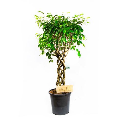 Фикус Бенджамина Экзотика труба Ficus benjamina Exotica tube 130/31 (Н)