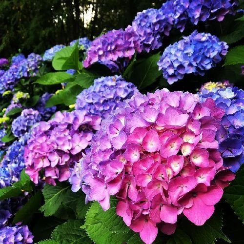 Гортензия крупнолистная микс Hydrangea macrophylla mix 5л