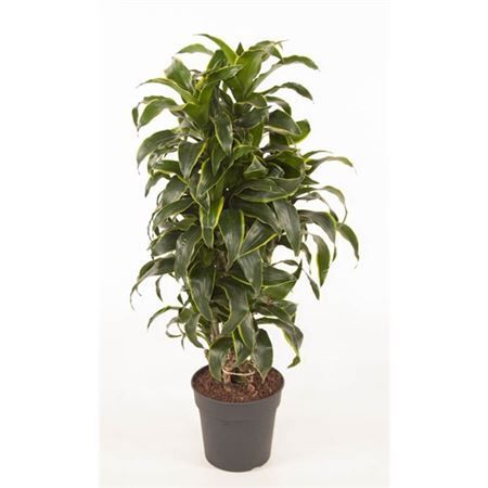 Драцена Дорадо разветвленная Dracaena Dorado branched 100/24