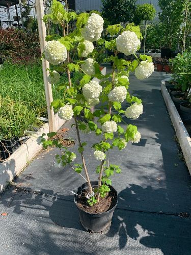 Калина обыкновенная Розеум Viburnum opulus Roseum 3л (ГМ)