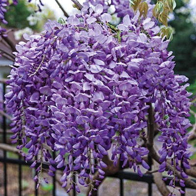 Глициния макростахия Блю Мун Wisteria macrostachia, коробка 1шт (П)