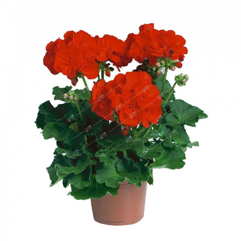 Пеларгония королевская Pelargonium x domesticum/12 — комнатное растение  купить в интернет-магазине с доставкой по низкой цене