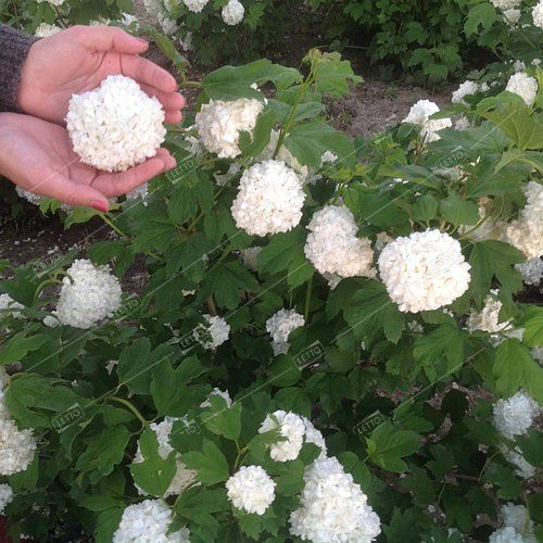 Калина обыкновенная Розеум Viburnum opulus Roseum 3л (ГМ)