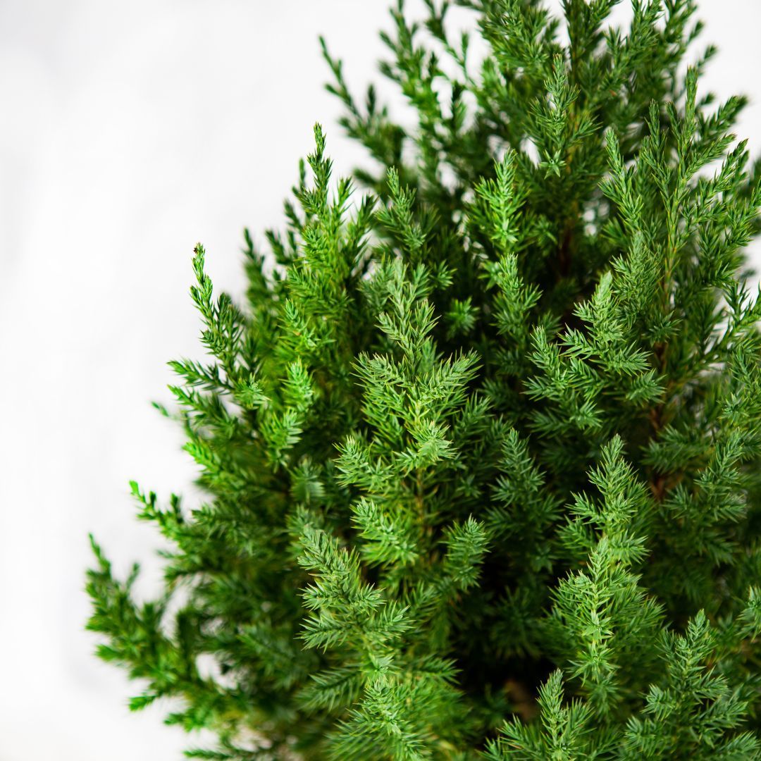 Можжевельник китайский Стрикта Juniperus chinensis Stricta 10л (ЗК) —  саженцы купить в интернет-магазине с доставкой по низкой цене