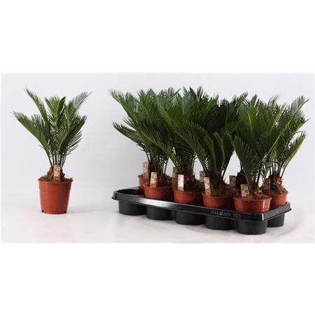 Саговник поникающий Cycas revoluta 40/12