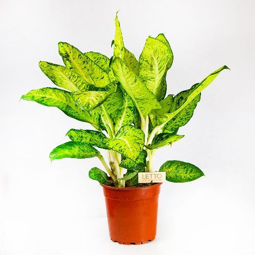 Диффенбахия Вайт Амазон Dieffenbachia White Amazon 90/24