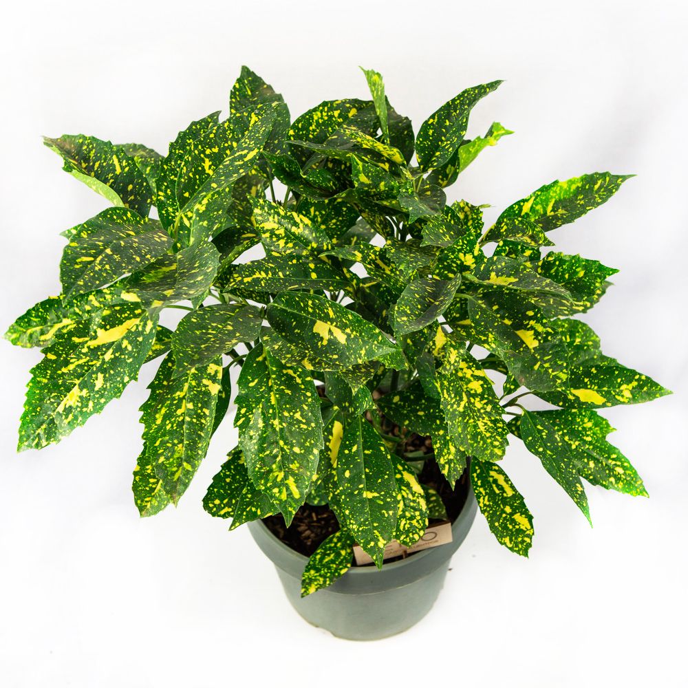 Аукуба японская Кротонифолия Голд Aucuba japonica Crotonifolia Gold 5л (И)  — саженцы купить в интернет-магазине с доставкой по низкой цене