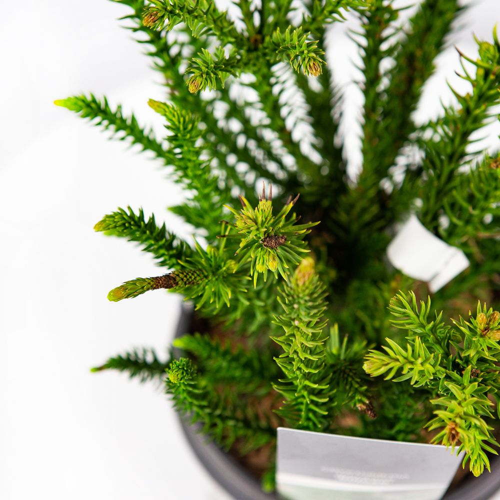 Криптомерия японская Дингер 20/25 Cryptomeria japonica Dinger 3л (Н) —  саженцы купить в интернет-магазине с доставкой по низкой цене