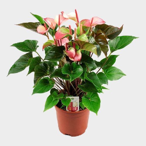 Антуриум Андре Хот Липс Anthurium andraeanum Hot Lips 6+ 60/17