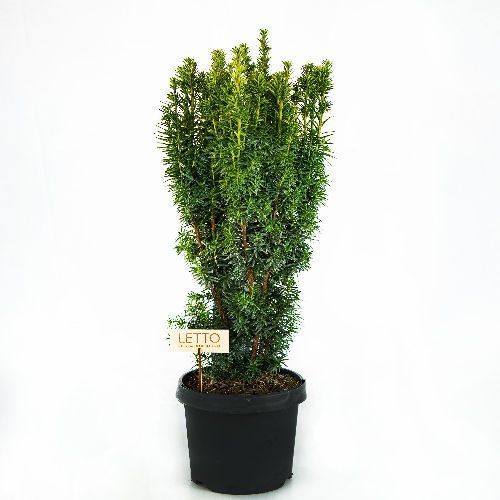 Тис ягодный Давид 50/60 Taxus baccata David 5л (Н)