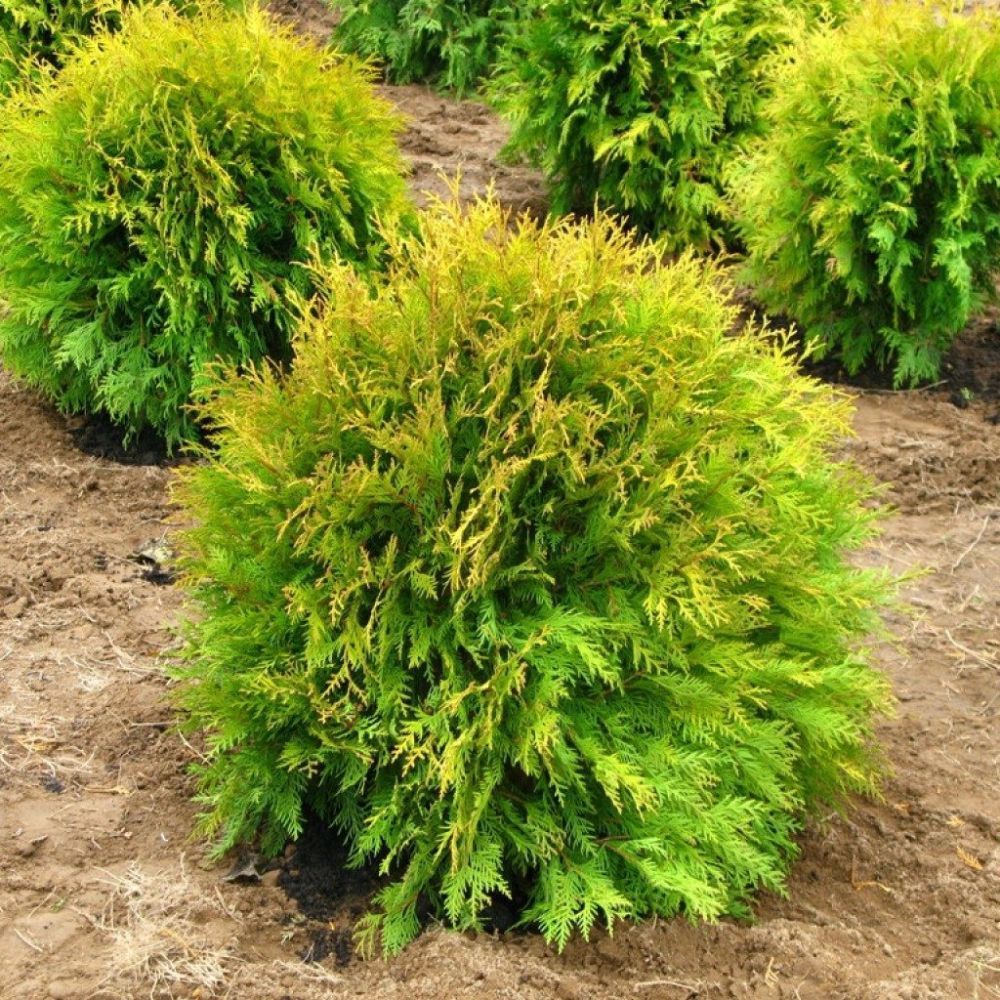 Туя западная Голден Глоб 80/100 Thuja occidentalis Golden Globe 35л (ЗК) —  саженцы купить в интернет-магазине с доставкой по низкой цене