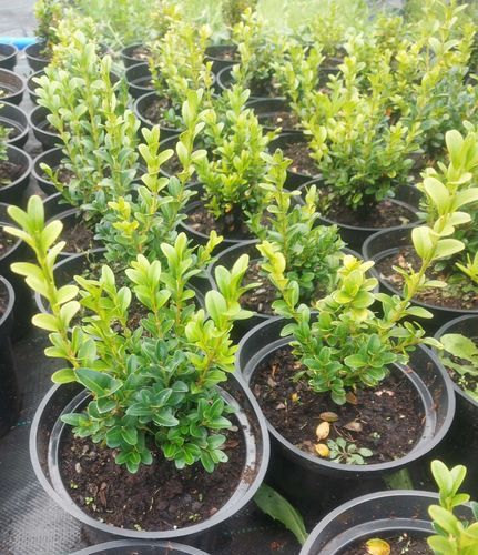 Самшит вечнозелёный Buxus sempervirens 20-25см контейнер 1л