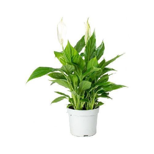 Спатифиллум Торелли Spathiphyllum Torelli 40/12