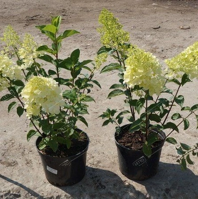 Гортензия метельчатая Hydrangea paniculata 10л