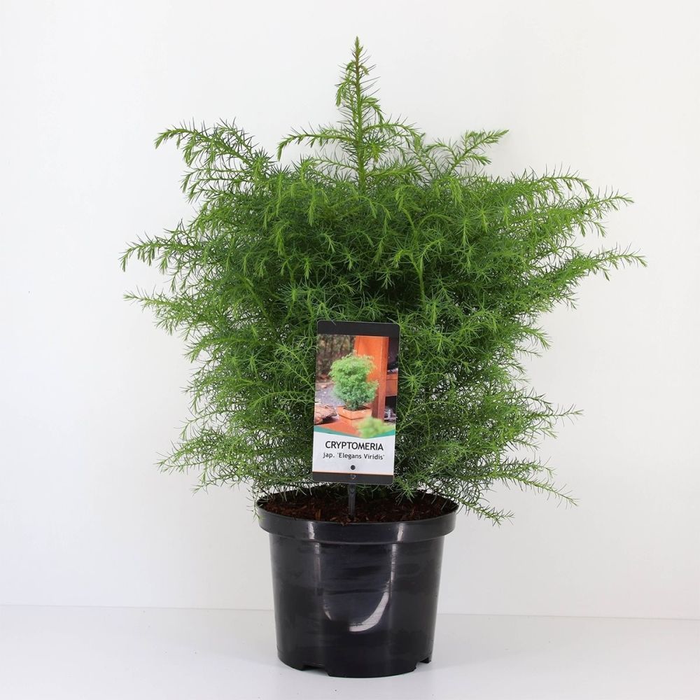 Криптомерия японская Элеганс Виридис Cryptomeria japonica Elegans Viridis  30л (И) — саженцы купить в интернет-магазине с доставкой по низкой цене