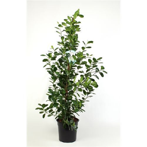 Фикус мелкоплодный Мокламе Ficus microcarpa Moclame 150/27