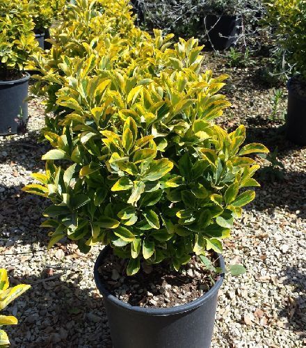 Бересклет японский Элегант Ауреус ШАР Euonymus japonica Elegant Aureus d 60-80cm palla (И)