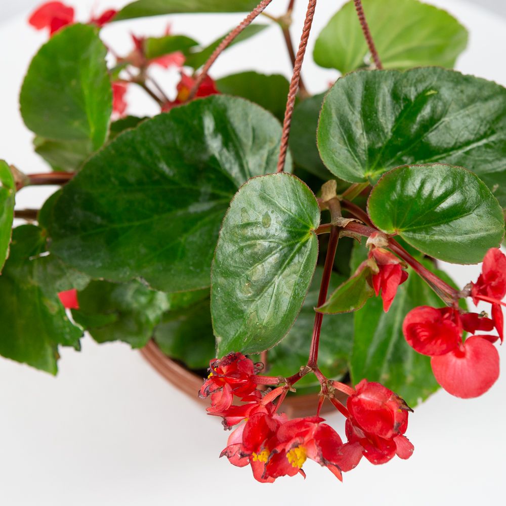 Бегония гибридная Begonia hybrida 1 шт 2,5л — комнатное растение купить в  интернет-магазине с доставкой по низкой цене