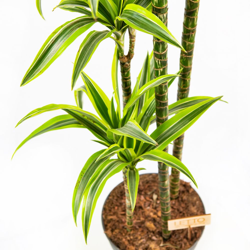 Драцена Лемон Лайм Dracaena Lemon Lime 120-90-60-30 170/27 — комнатное  растение купить в интернет-магазине с доставкой по низкой цене