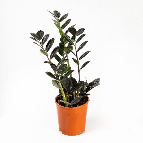 Замиокулькас Блэк Равен Zamioculcas Black Raven 4+ 45/14