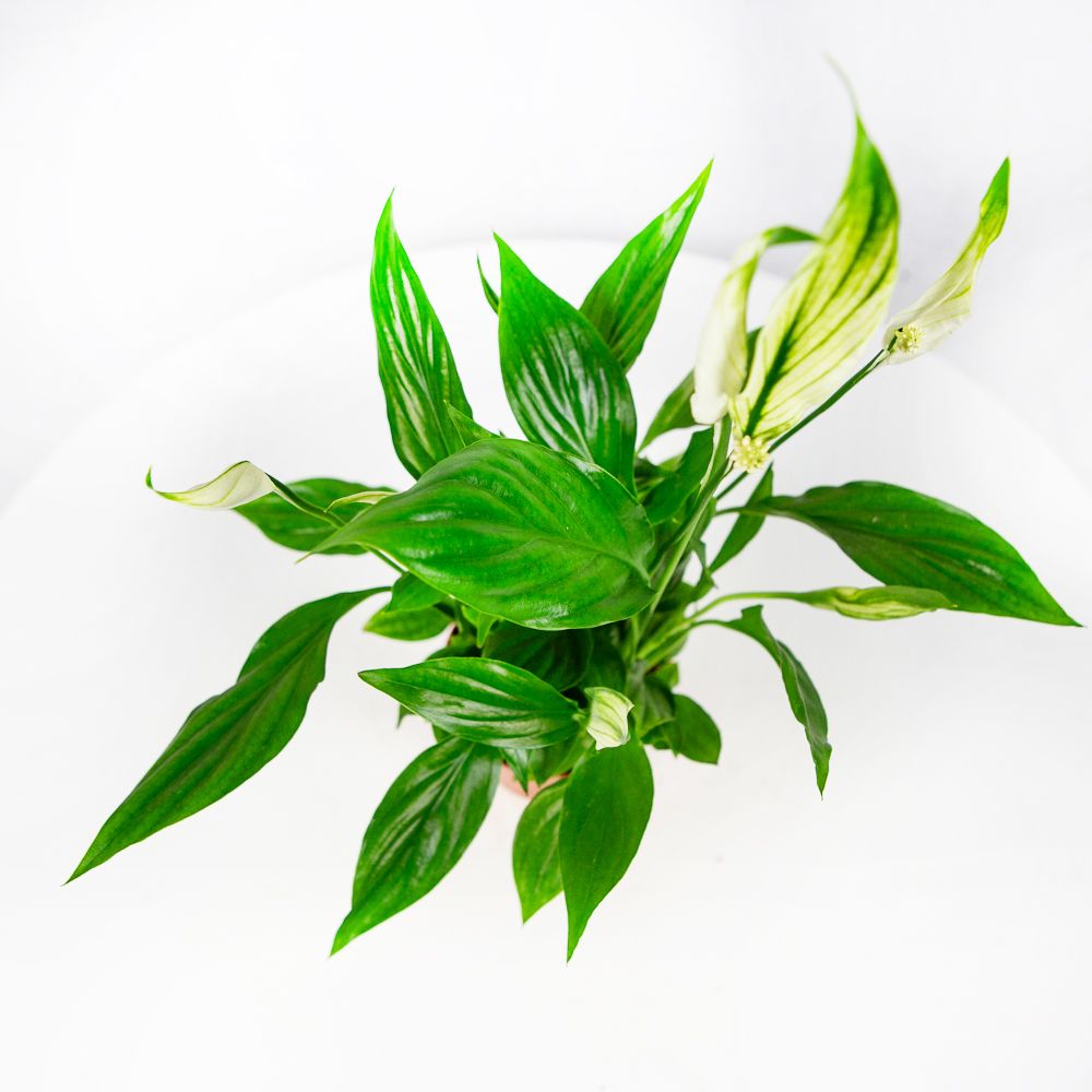 Спатифиллум Шопен Spathiphyllum Chopin 3+ 30/9 — комнатное растение купить  в интернет-магазине с доставкой по низкой цене