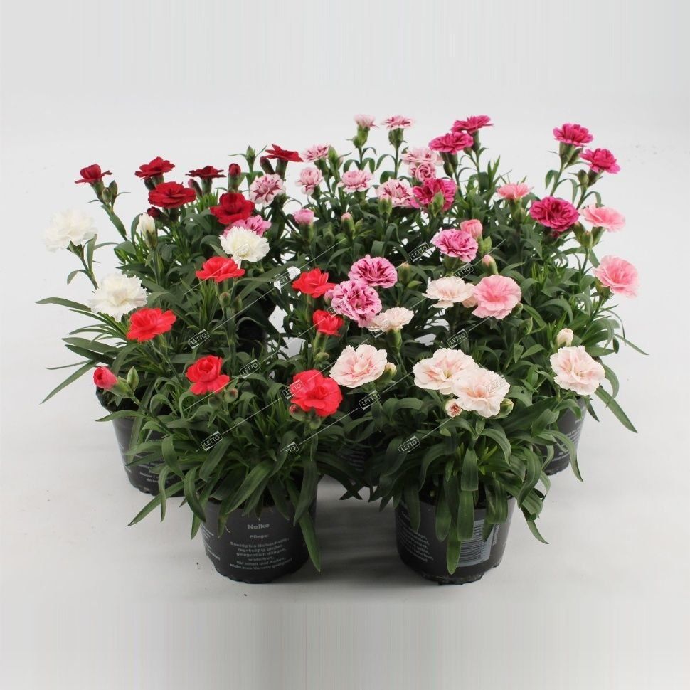 Гвоздика Dianthus mix 20/9 — цена в LETTO