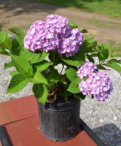 Гортензия крупнолистная микс Hydrangea macrophylla mix 15л