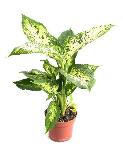 Диффенбахия Везувиус Dieffenbachia Vesuvius 90/24