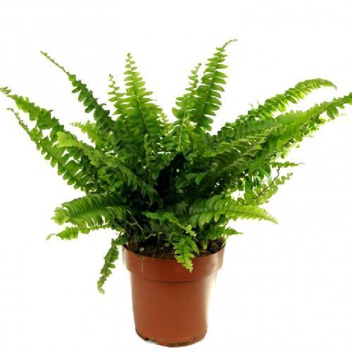 Папоротник Fern 1,5л