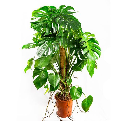 Монстера деликатесная Monstera deliciosa 130/27