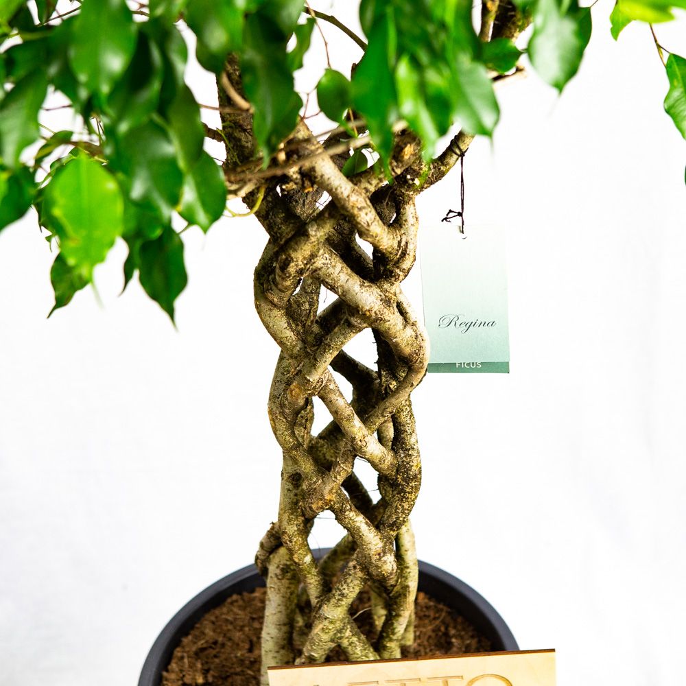 Фикус Бенджамина Экзотика труба Ficus benjamina Exotica tube 130/31 —  комнатное растение купить в интернет-магазине с доставкой по низкой цене