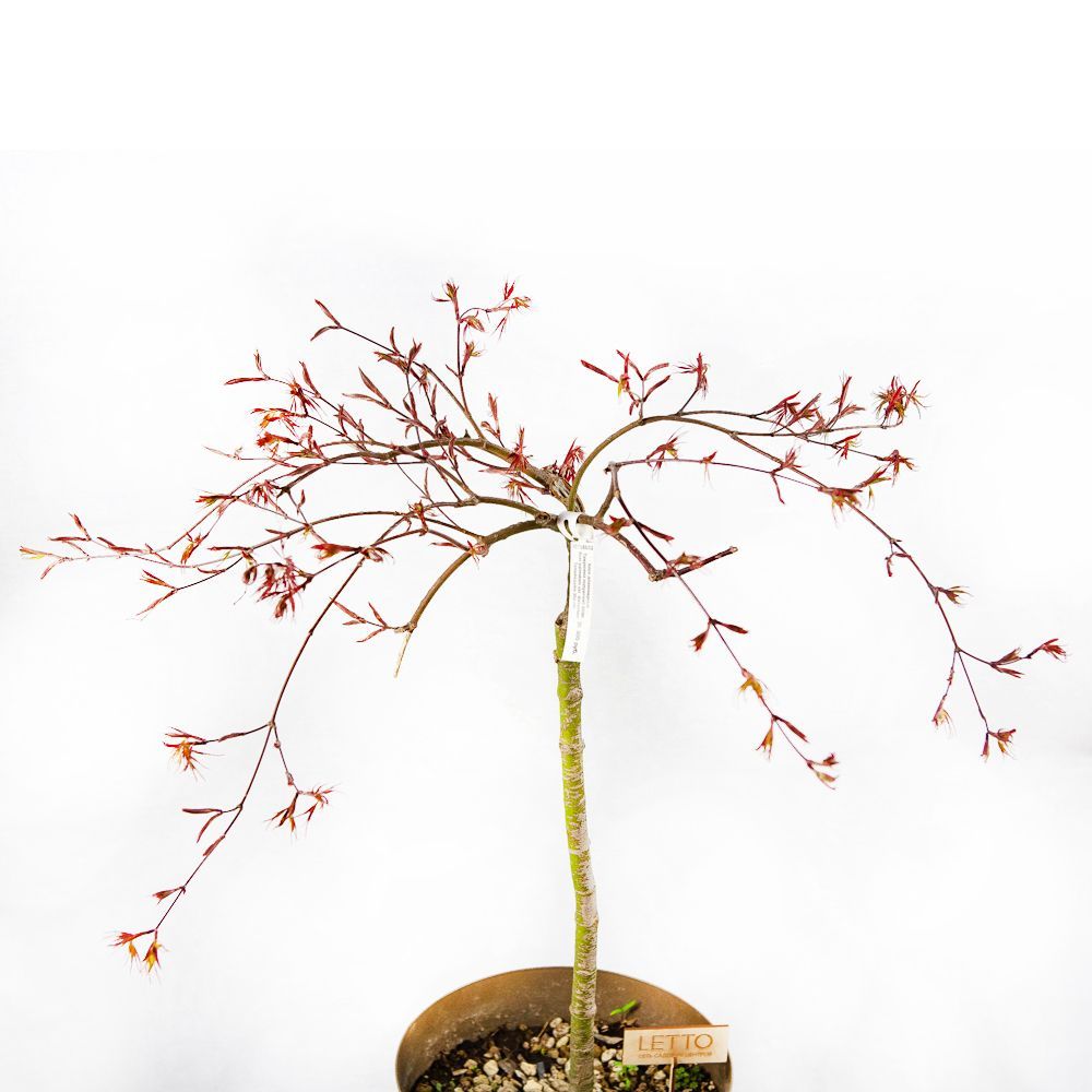 Клен дланевидный Тамукеяма полуштамб 80/90 Acer palmatum var. dissectum  Tamukeyama 30л (И) — саженцы купить в интернет-магазине с доставкой по  низкой цене