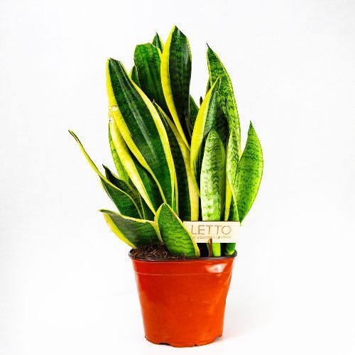 Сансевиерия Футура Суперба Sansevieria Futura Superba 50/19