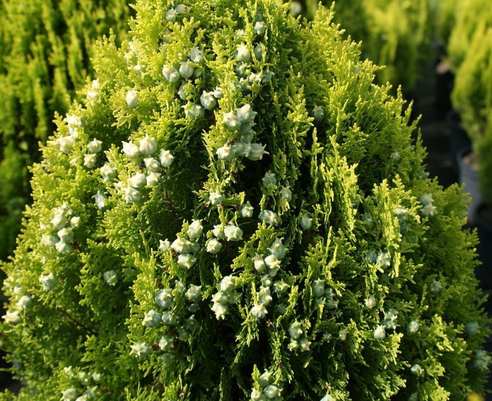 Биота восточная фото и описание Туя восточная Биота 5л Thuja orientalis biota 100-120 - саженцы купить в интерне