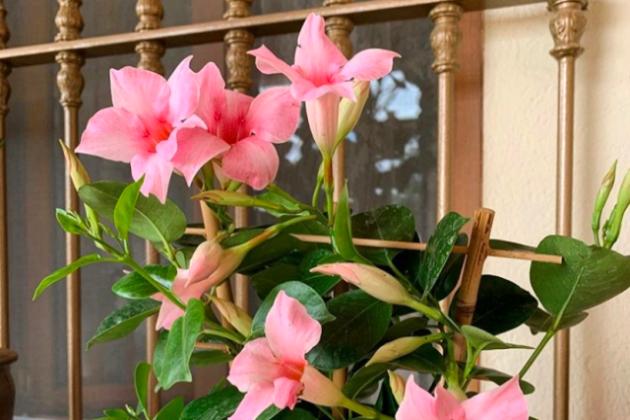 Дипладения Sundaville Burgundy декоративное растение, Цветы для балкона