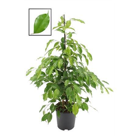 Фикус Бенджамина Экзотика Ficus benjamina Exotica 150/27 (Н)