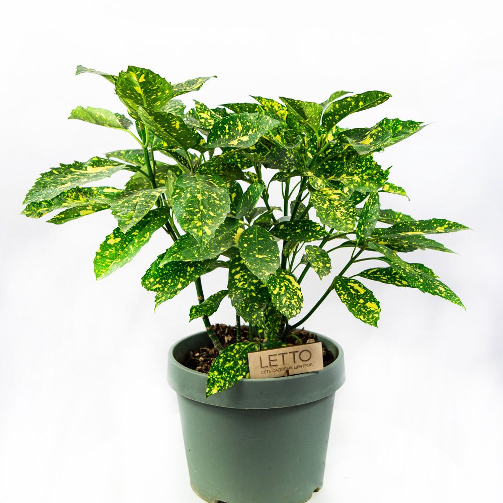 Аукуба японская Кротонифолия Голд Aucuba japonica Crotonifolia Gold 5л (И)  — саженцы купить в интернет-магазине с доставкой по низкой цене