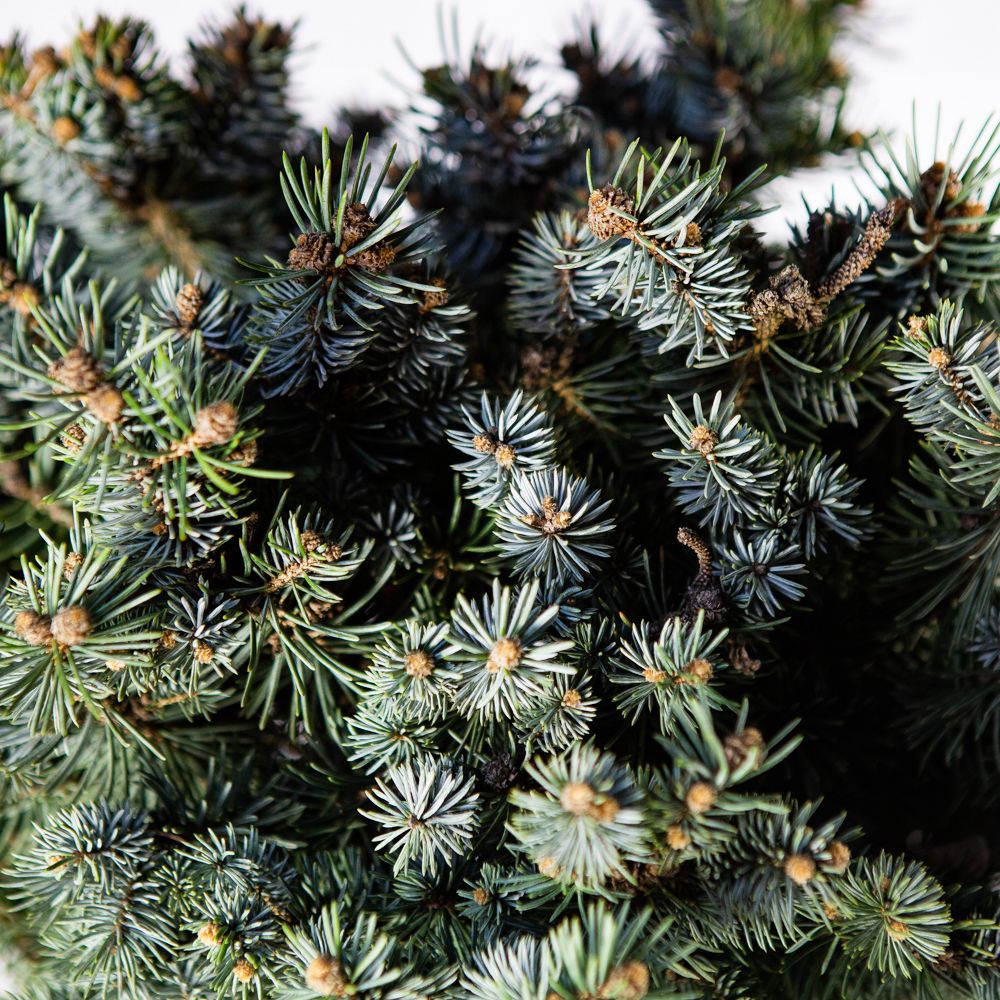 Ель колючая Глаука Глобоза полуштамб Picea pungens Glauca Globosa 20л (И) —  саженцы купить в интернет-магазине с доставкой по низкой цене