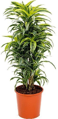 Драцена Сюрпрайз Dracaena Surprise 60-30-15 105/21