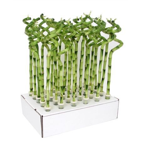 Драцена Сандера Лаки Бамбук спираль в пробирке Dracaena sanderiana Lucky Bamboo spiral tube 40/5