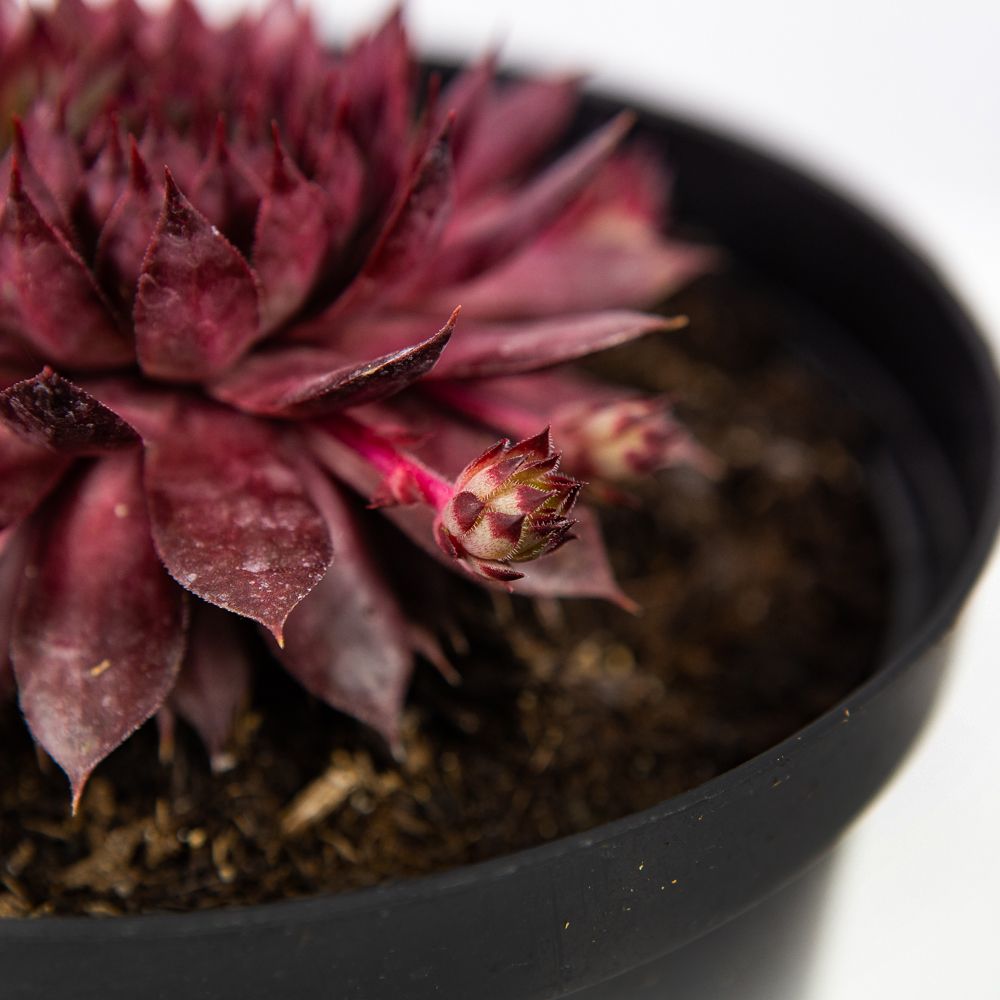 Молодило микс Sempervivum mix /17 — саженцы купить в интернет-магазине с  доставкой по низкой цене