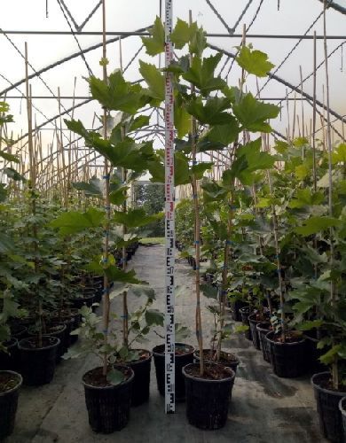 Платан кленолистный Бладгуд 250см Platanus acerifolia Bloodgood 12л (К)